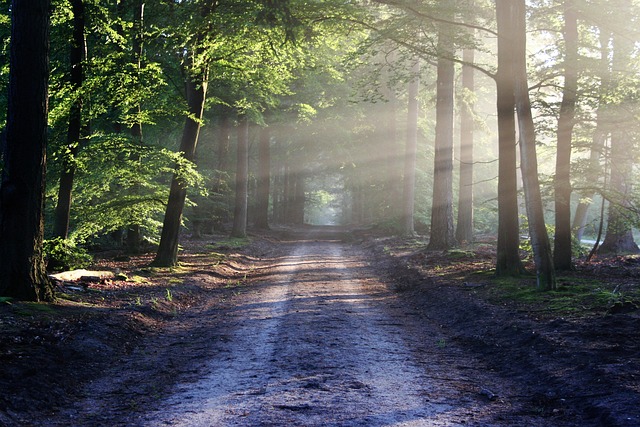 In 2025, the way we travel is shifting. With the increasing urgency to protect our environment, eco-friendly travel destinations are becoming more popular than ever. These destinations not only offer breathtaking beauty but also prioritize sustainability, conservation, and responsible tourism practices. If you’re planning a trip that leaves a minimal carbon footprint while creating lasting memories, here are five incredible places to add to your 2025 travel bucket list. 1. Costa Rica – A Leader in Green Tourism Costa Rica has long been considered a pioneer in eco-tourism. Over 25% of its land is protected through national parks and wildlife reserves. The country uses nearly 100% renewable energy, making it a model for environmental conservation. Why Visit? Rainforests rich in biodiversity Certified eco-lodges and sustainable resorts Adventure activities like ziplining, hiking, and kayaking – all with minimal environmental impact Eco-Friendly Highlights: Monteverde Cloud Forest Reserve Tortuguero National Park (turtle nesting) Osa Peninsula – one of the most biologically intense places on Earth Whether you’re birdwatching in the rainforest or soaking in a natural hot spring, Costa Rica proves that luxury and sustainability can go hand-in-hand. 2. Slovenia – Europe’s Green Gem Recognized as the world’s first country to be declared a green destination, Slovenia is a hidden jewel in Europe that offers eco-friendly experiences without the crowds. The capital city, Ljubljana, has won multiple awards for its sustainable urban planning and green transportation. Why Visit? Breathtaking alpine landscapes and crystal-clear lakes Rich cultural heritage with eco-conscious practices Organic farm-to-table food experiences Eco-Friendly Highlights: Lake Bled & Lake Bohinj (plastic-free zones) Triglav National Park – perfect for low-impact hiking Green-certified accommodations across the country From exploring serene forests to biking through picturesque towns, Slovenia embodies everything a responsible traveler looks for in a destination. 3. New Zealand – A Natural Wonder Committed to Sustainability New Zealand is known for its majestic landscapes, but what makes it even more appealing in 2025 is its strong commitment to sustainability. The government actively promotes carbon-neutral travel and conservation of indigenous flora and fauna. Why Visit? Diverse ecosystems: beaches, mountains, glaciers, and rainforests Strong environmental policies and waste management systems Maori-led cultural and ecological tours Eco-Friendly Highlights: Abel Tasman Coast Track (eco-hikes) Fiordland National Park – low-impact cruising in Milford Sound Ecotourism in Rotorua with geothermal parks and green spas New Zealand offers travelers a chance to connect with nature while supporting sustainable tourism initiatives. 4. Bhutan – The Carbon-Negative Himalayan Kingdom Bhutan is the only carbon-negative country in the world. Its philosophy of Gross National Happiness emphasizes sustainable development, cultural preservation, and environmental conservation. Tourism in Bhutan is carefully regulated to maintain its natural and cultural integrity. Why Visit? Pristine mountain landscapes and untouched forests Strong eco-policies and responsible tourism approach Cultural experiences in harmony with nature Eco-Friendly Highlights: Trekking the Snowman Trail Visiting Punakha and Paro’s traditional villages Staying in eco-lodges that follow zero-waste principles Bhutan is perfect for mindful travelers looking to explore a destination that truly values the environment and local communities. 5. Sweden – Scandinavia’s Sustainable Star Sweden ranks among the top sustainable nations in the world. With its widespread use of renewable energy, efficient public transport, and green cities, Sweden sets a benchmark in eco-conscious living. Why Visit? Eco-labeled hotels and eco-certified restaurants Endless outdoor activities like hiking, kayaking, and skiing Zero-waste fashion and design experiences in Stockholm Eco-Friendly Highlights: The “Right of Public Access” law allows ethical exploration of nature Green travel routes via electric trains and hybrid ferries Gotland – a sustainable island with solar-powered stays Whether you’re exploring urban green spaces or escaping into the wilderness, Sweden offers a perfect blend of eco-friendly luxury and adventure. 🌱 Why Choose Eco-Friendly Travel Destinations? Traveling sustainably isn't just a trend – it's a responsibility. By choosing eco-friendly travel destinations to visit in 2025, you: Support conservation efforts and local communities Reduce your carbon footprint Contribute to preserving the world for future generations Eco-friendly travel also opens up authentic experiences, such as farm stays, nature treks, and cultural immersions that are often unavailable in mainstream tourism. ✈️ Tips for Eco-Conscious Travelers in 2025 To make your sustainable journey even more impactful: Pack light and bring reusable items (bottles, bags, utensils) Choose eco-certified accommodations Use public transport or rent electric vehicles Avoid single-use plastics and respect local wildlife Support local artisans and eco-tour operators 🌍 Final Thoughts Choosing eco-friendly travel destinations to visit in 2025 is more than just a personal choice—it’s a step toward global environmental stewardship. Each of these destinations offers not only spectacular views and rich cultures but also the promise of a greener tomorrow. In a world where travel can often harm the planet, being a responsible traveler makes all the difference. So whether you're hiking the Alps in Slovenia or soaking in hot springs in Costa Rica, you can explore the world without compromising its beauty.
